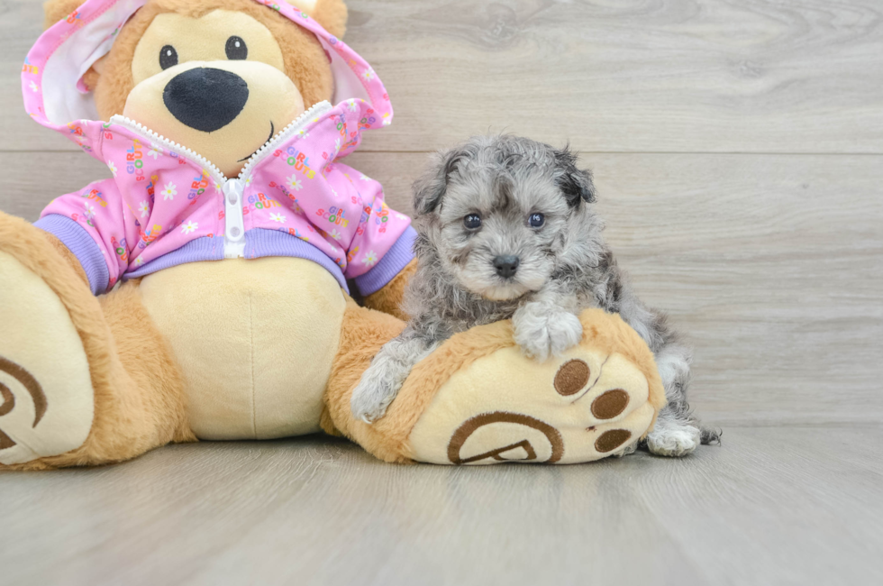 5 week old Maltipoo Puppy For Sale - Lone Star Pups