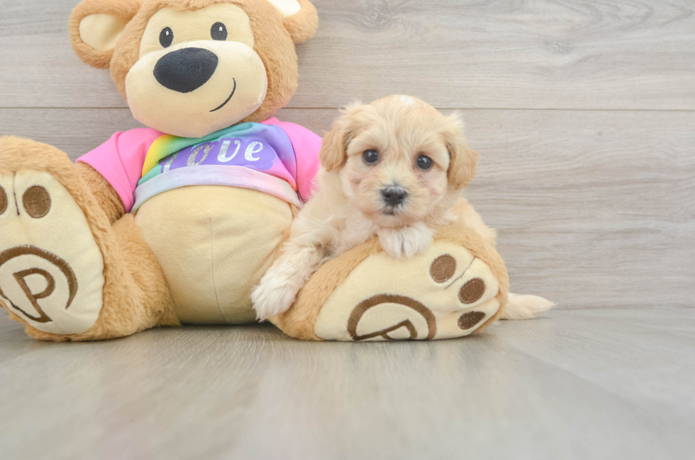 6 week old Maltipoo Puppy For Sale - Lone Star Pups