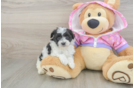 Playful Malt Oodle Poodle Mix Puppy