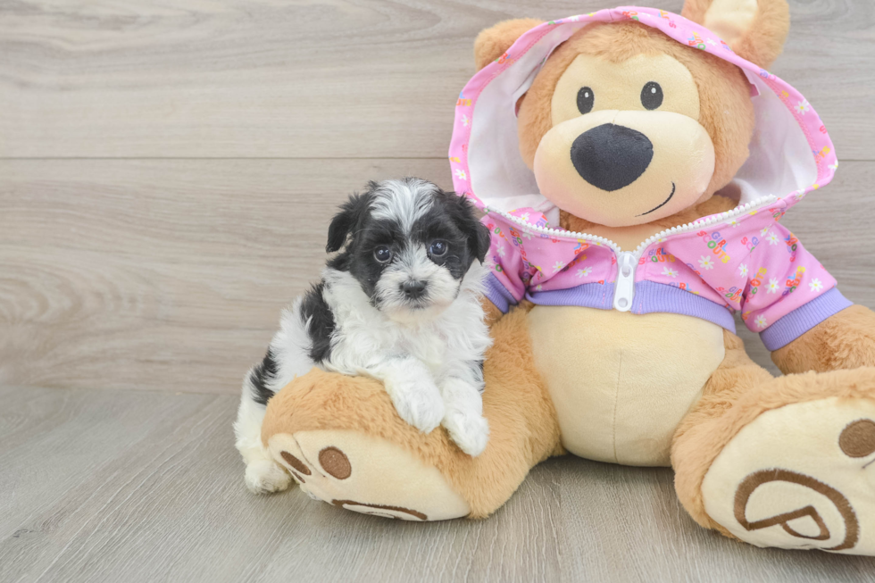 Playful Malt Oodle Poodle Mix Puppy