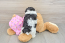 Little Malt Oodle Poodle Mix Puppy