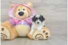 Popular Maltipoo Poodle Mix Pup