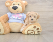 7 week old Maltipoo Puppy For Sale - Lone Star Pups