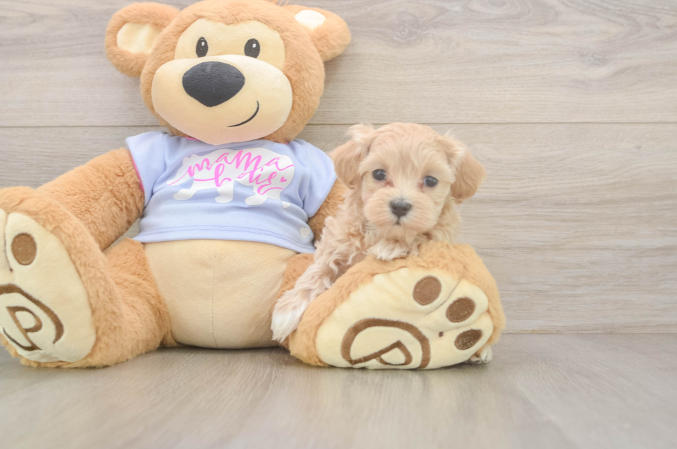 6 week old Maltipoo Puppy For Sale - Lone Star Pups