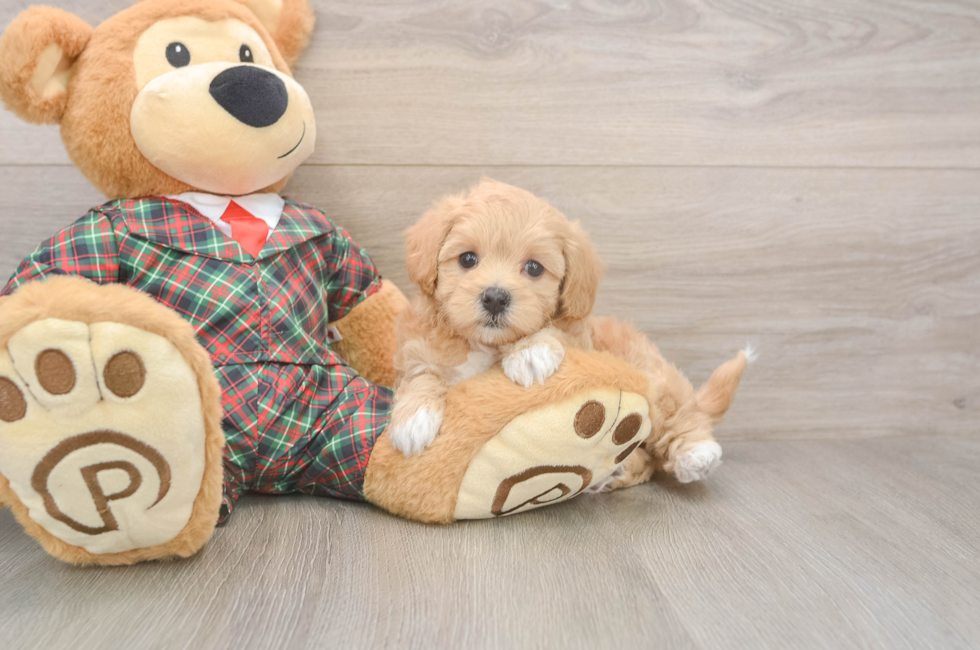 6 week old Maltipoo Puppy For Sale - Lone Star Pups