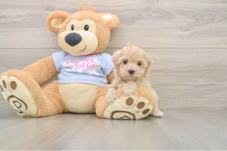 Best Maltipoo Baby