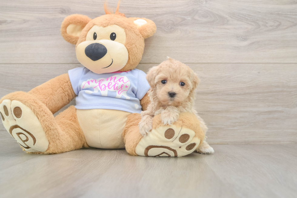 Best Maltipoo Baby