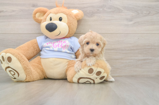 Best Maltipoo Baby