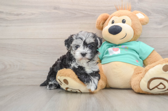 Maltipoo Pup Being Cute