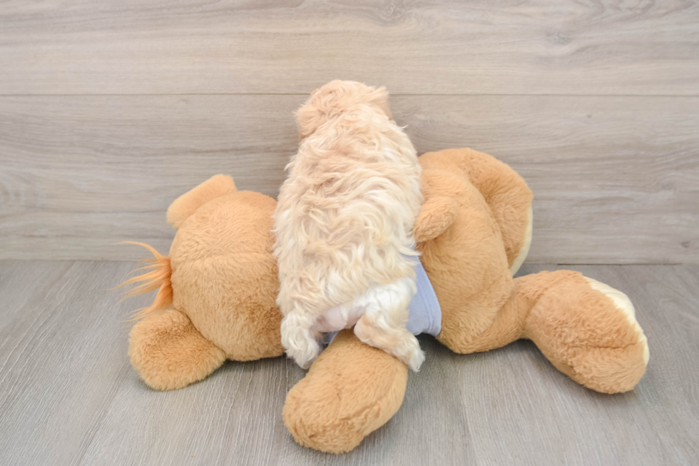 Maltipoo Pup Being Cute