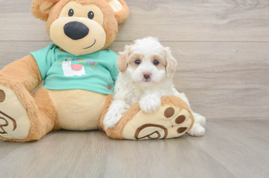Playful Malt a Poo Poodle Mix Puppy