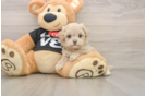 Small Maltipoo Baby