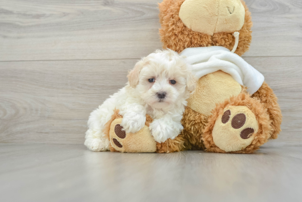 Best Maltipoo Baby