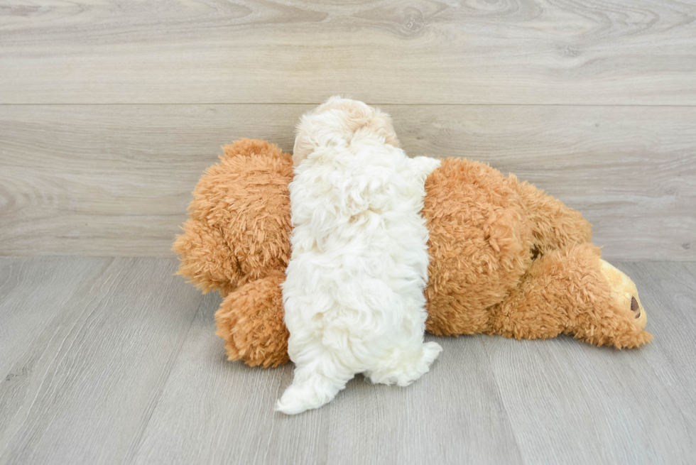 Maltipoo Pup Being Cute