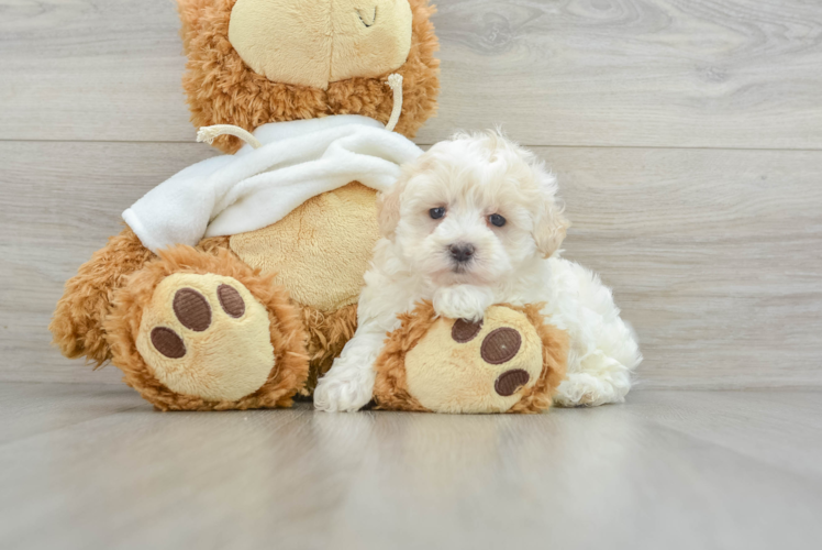 Maltipoo Puppy for Adoption