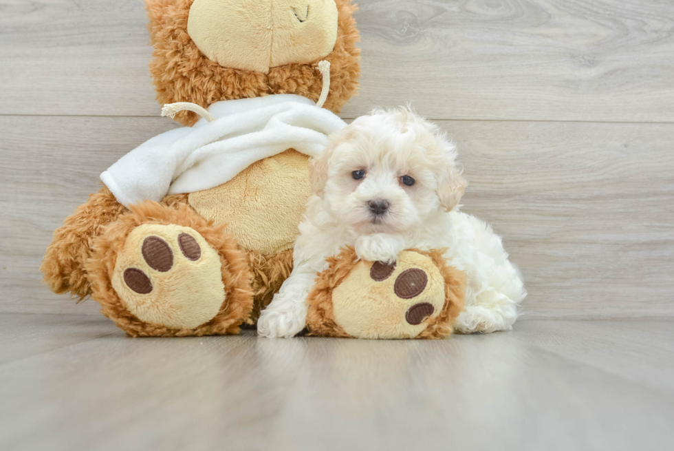 Maltipoo Puppy for Adoption