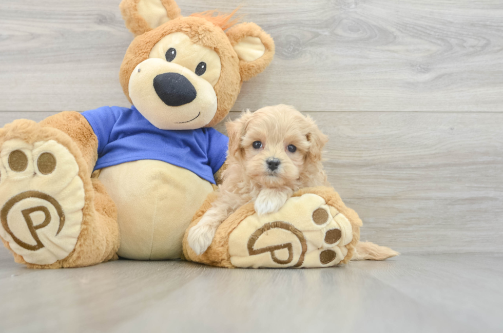 6 week old Maltipoo Puppy For Sale - Lone Star Pups