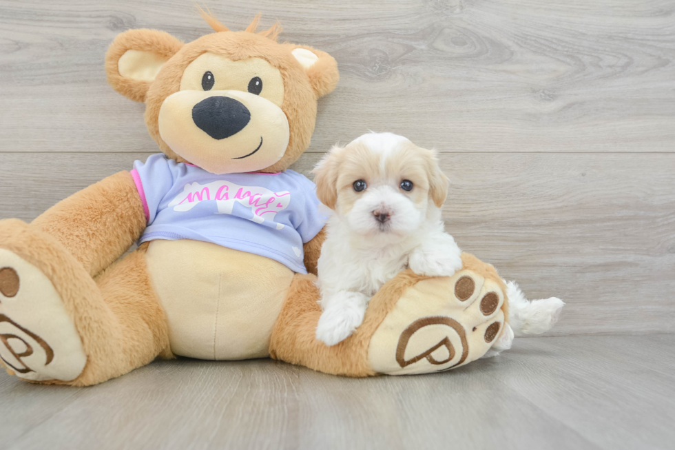 Petite Maltipoo Poodle Mix Pup