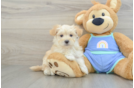 Fluffy Maltipoo Poodle Mix Pup