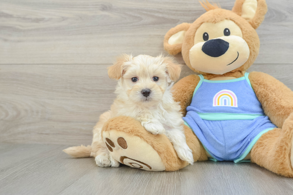 Fluffy Maltipoo Poodle Mix Pup