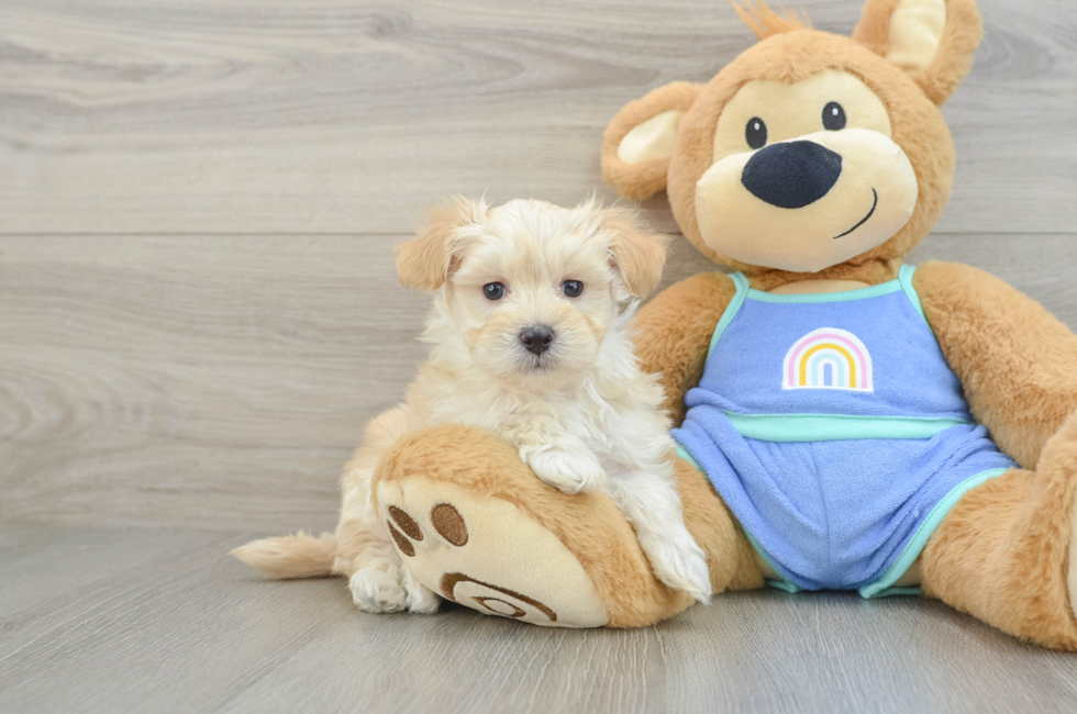6 week old Maltipoo Puppy For Sale - Lone Star Pups
