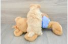 Maltipoo Puppy for Adoption