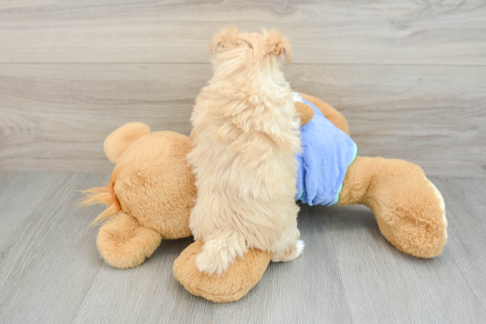Maltipoo Puppy for Adoption