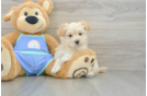 Energetic Multipoo Poodle Mix Puppy