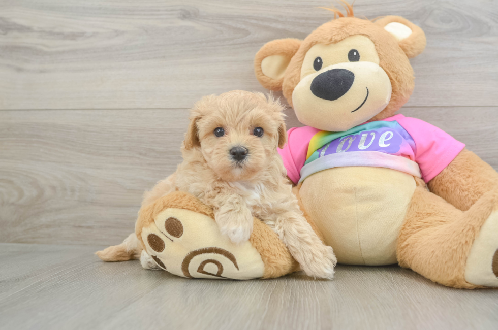 6 week old Maltipoo Puppy For Sale - Lone Star Pups
