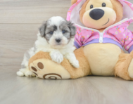 7 week old Maltipoo Puppy For Sale - Lone Star Pups