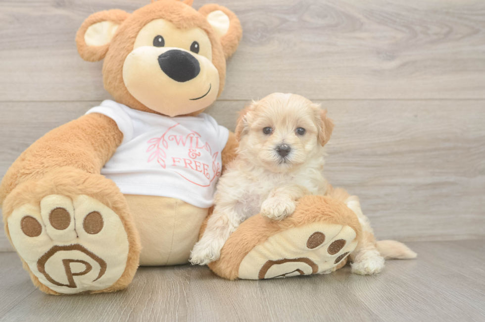 5 week old Maltipoo Puppy For Sale - Lone Star Pups