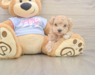 6 week old Maltipoo Puppy For Sale - Lone Star Pups
