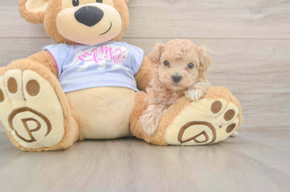 6 week old Maltipoo Puppy For Sale - Lone Star Pups