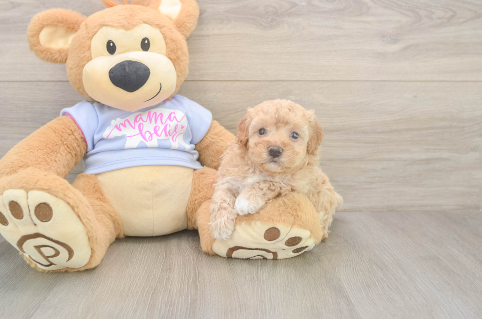 5 week old Maltipoo Puppy For Sale - Lone Star Pups