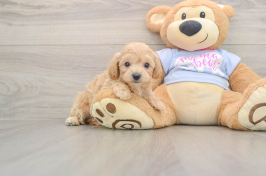 Hypoallergenic Malt a Poo Poodle Mix Puppy