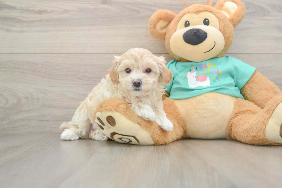 Maltipoo Pup Being Cute