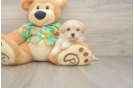 Happy Maltipoo Baby