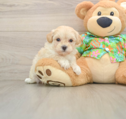 7 week old Maltipoo Puppy For Sale - Lone Star Pups