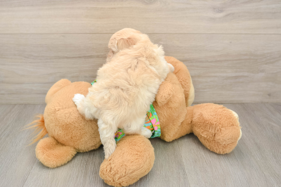 Best Maltipoo Baby