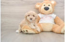 Maltipoo Pup Being Cute
