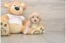 Maltipoo Puppy for Adoption
