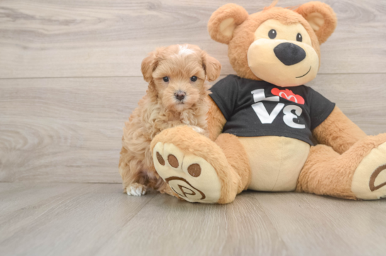 Energetic Maltese Poodle Poodle Mix Puppy