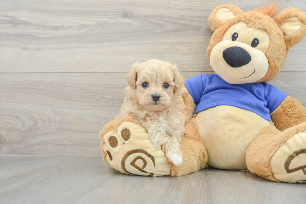 Maltipoo Puppy for Adoption