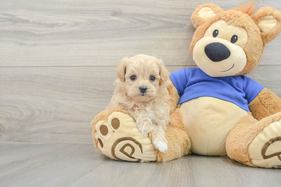 6 week old Maltipoo Puppy For Sale - Lone Star Pups