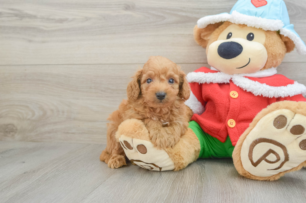 6 week old Maltipoo Puppy For Sale - Lone Star Pups