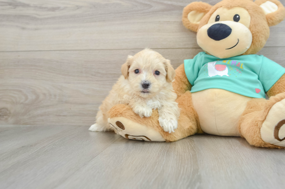 7 week old Maltipoo Puppy For Sale - Lone Star Pups