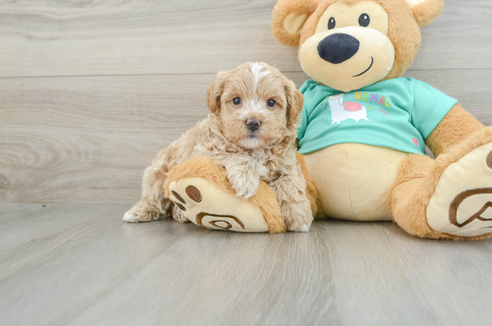 6 week old Maltipoo Puppy For Sale - Lone Star Pups