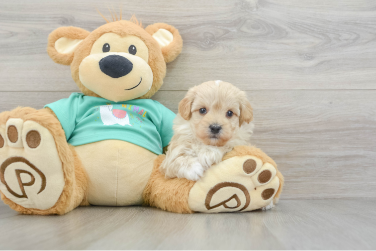 Maltipoo Pup Being Cute