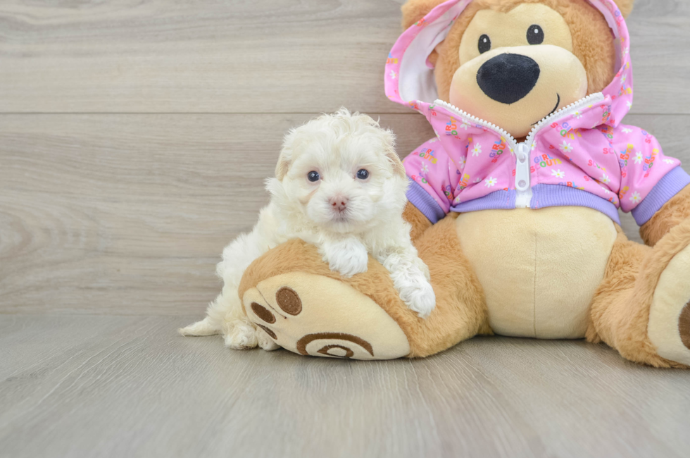 5 week old Maltipoo Puppy For Sale - Lone Star Pups