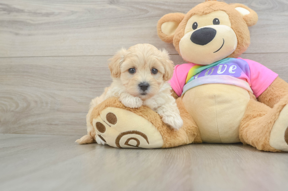 6 week old Maltipoo Puppy For Sale - Lone Star Pups